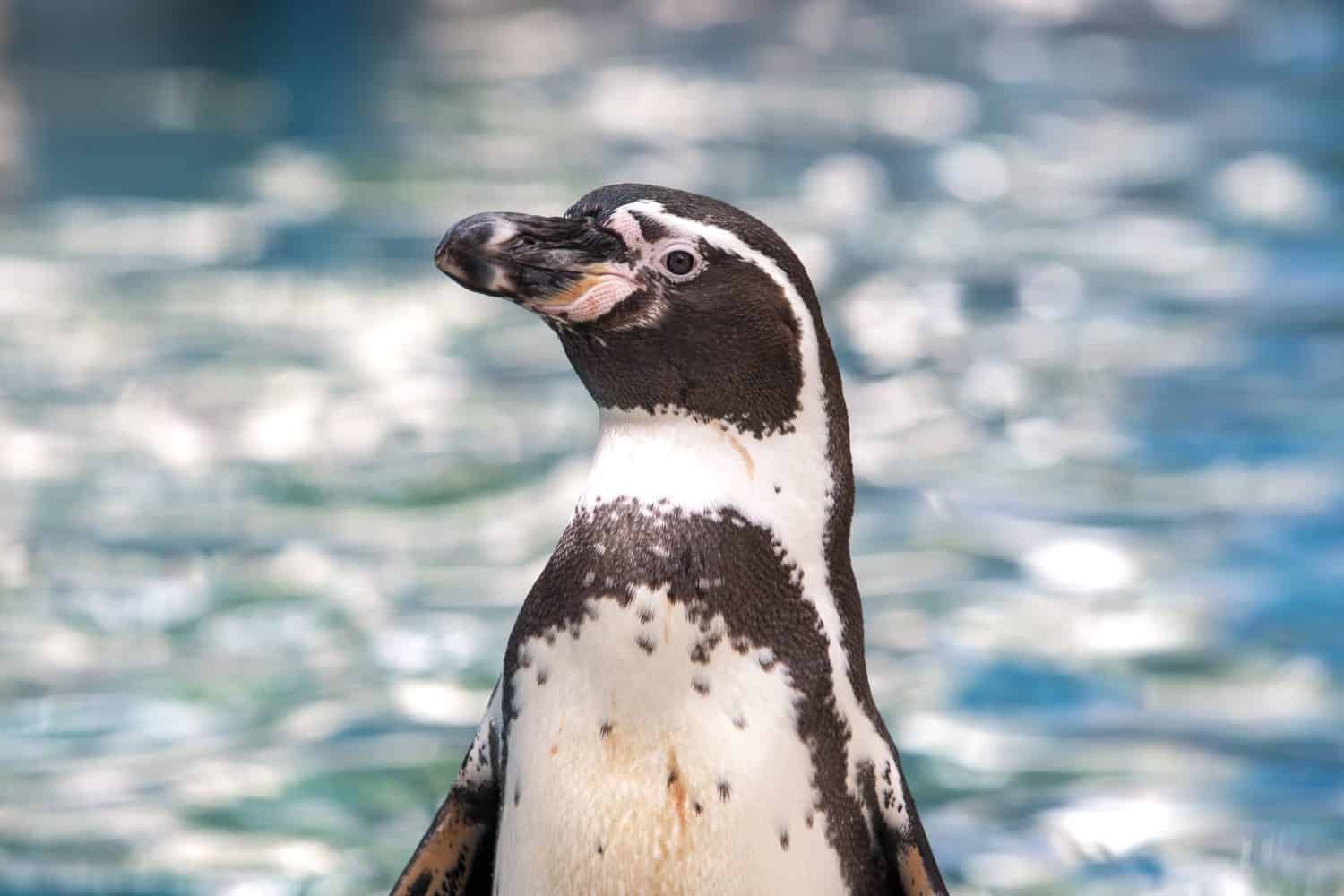 Humboldt Penguin on the shore with water on background.