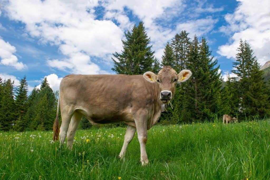brown swiss cow on mountain pasture in Switzerland