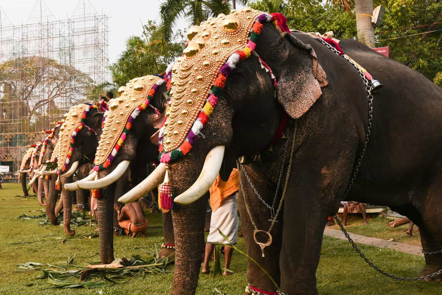 Decorated elephants with gold plated caparisons standing for parade on festival in Ernakulam temple for the traditional ceremony Kerala, India.