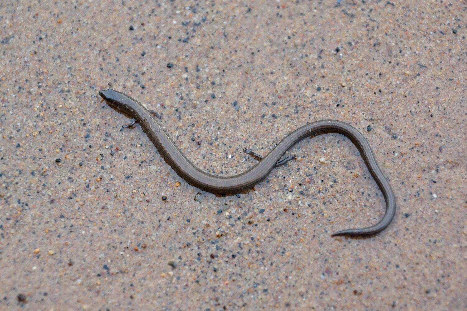 Lygosoma quadrupes (short-limbed supple skink or Linnaeus' writhing skink)                             