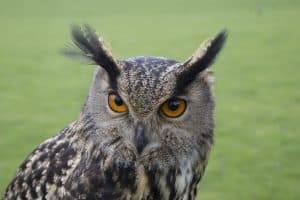 Daytime Dozers: The Subtle Signs of a Sleepy Owl photo