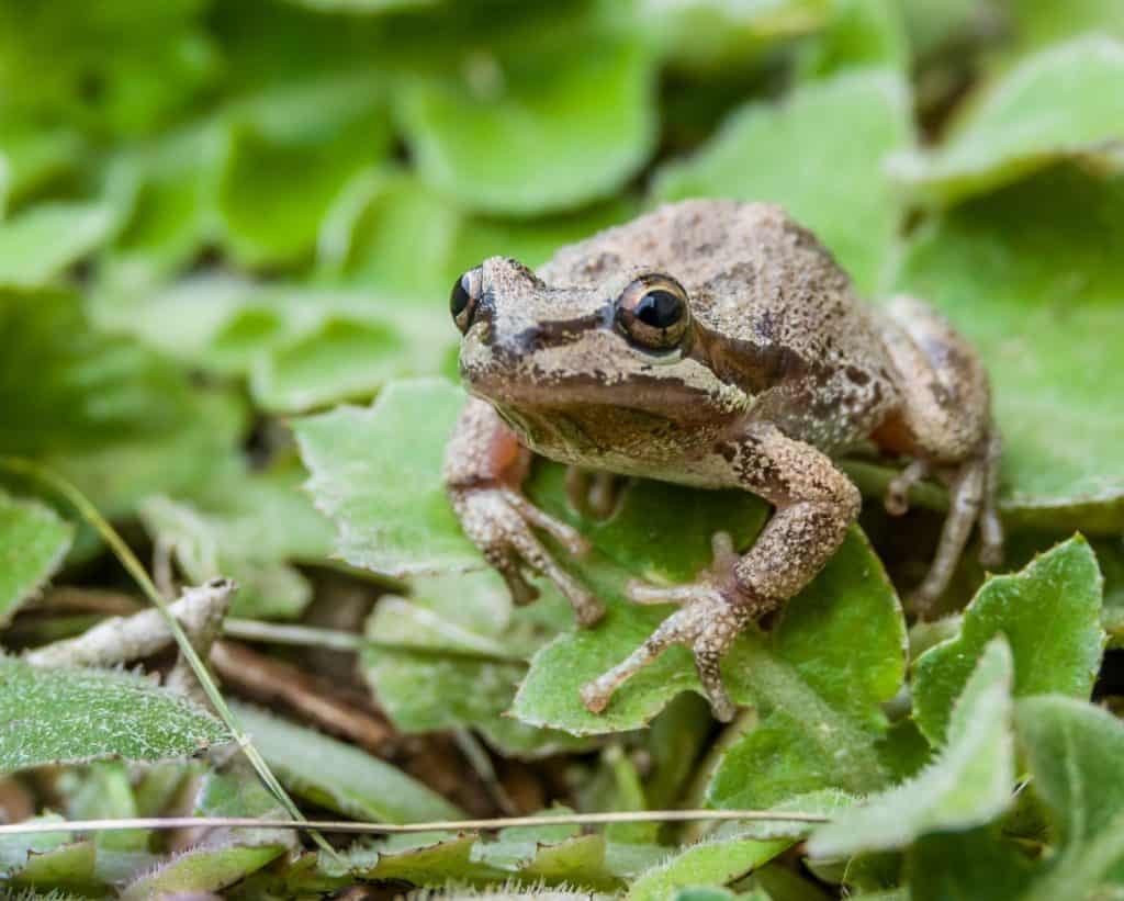 Pacific tree frogs (Pseudacris regilla) are common in Monterey, California. Their range includes California, Oregon, Washington, Canada and southern Alaska. They can change between green and brown.