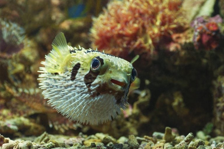 macro close up of porcupine pufferfish. marine fish