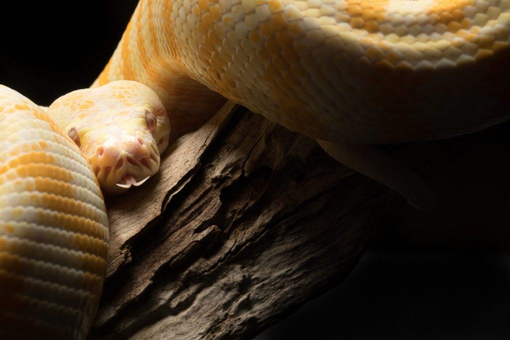 Albino Darwin Carpet Python Yellow and White Snake on black background and timber log tree branch