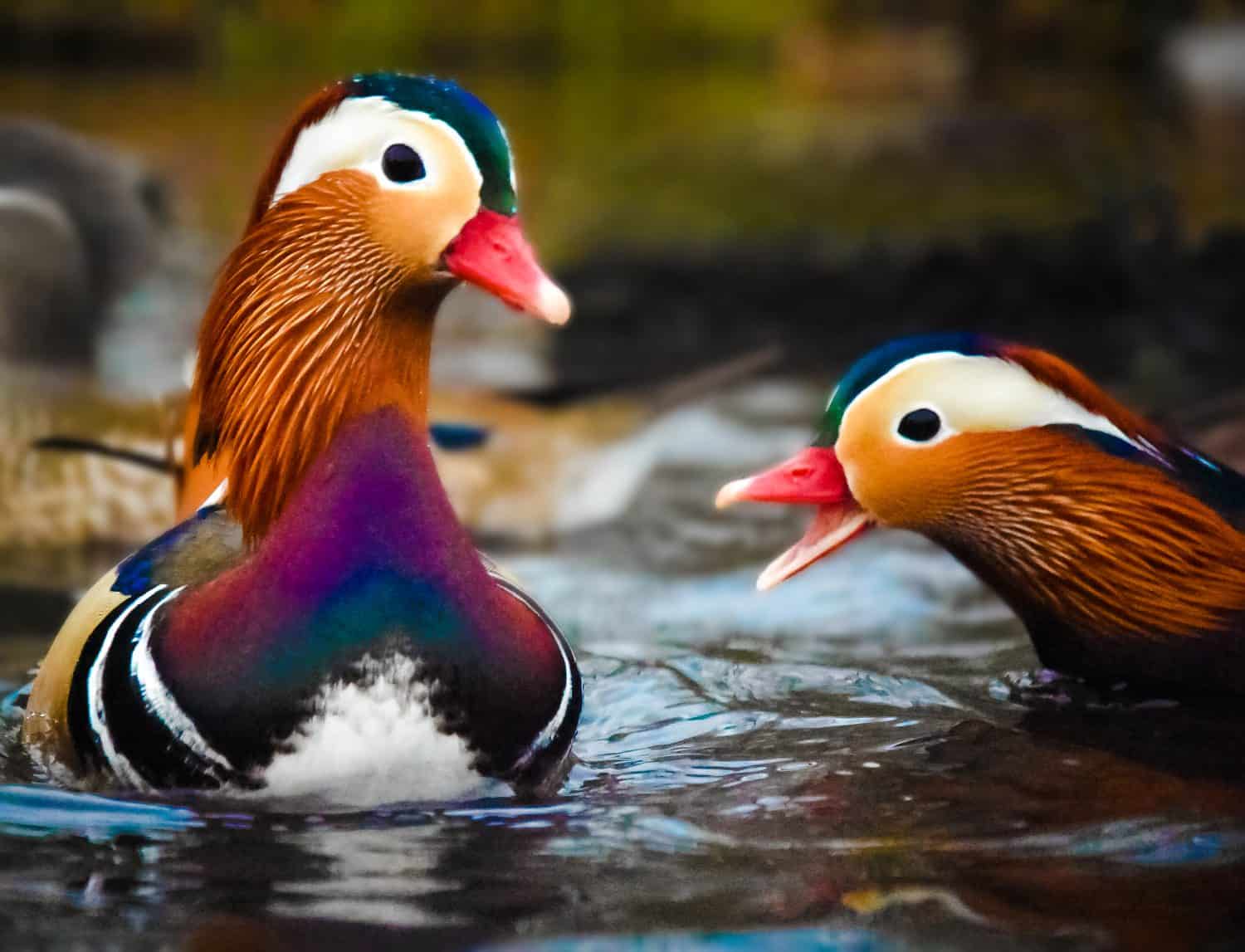 english ducks in nature