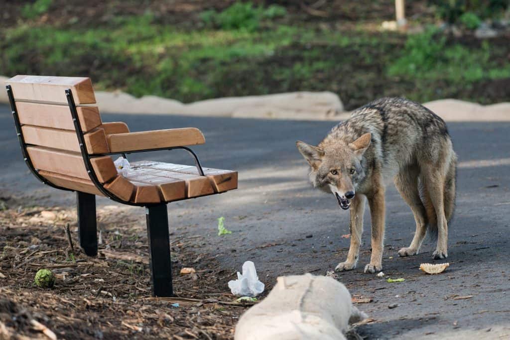 An Urban Coyote Eating Fast Food