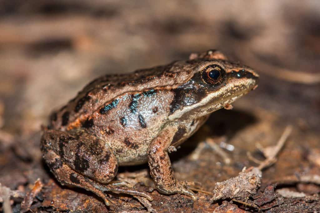 The wood frog (Lithobates sylvaticus or Rana sylvatica) has a broad distribution over North America, extending from the Boreal forest of Canada and Alaska to the southern Appalachians. Portrait macro