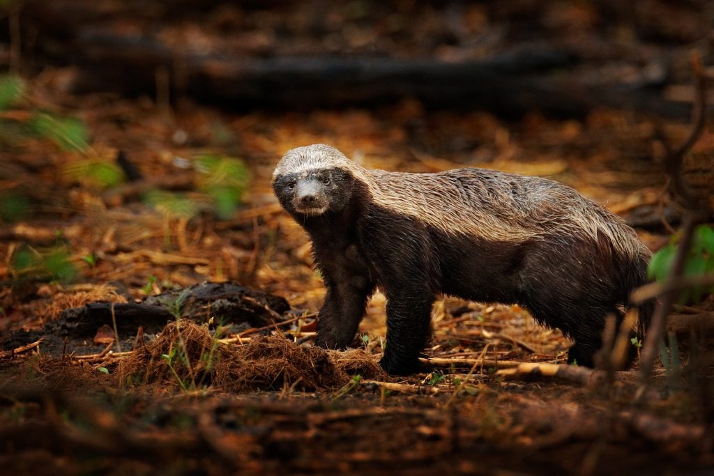 Honey badger, Mellivora capensis, also known as the ratel, in the dark forest habitatr. Black and grey badger from Okavango delta, Botswana in Africa. Wildlife scene from African nature.