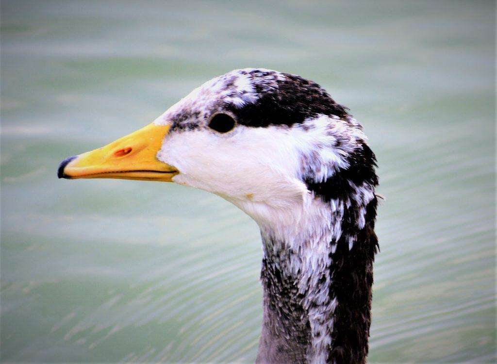 Waterfowl are certain wildfowl of the order Anseriformes, especially members of the family Anatidae, which includes ducks, geese, and swans.
