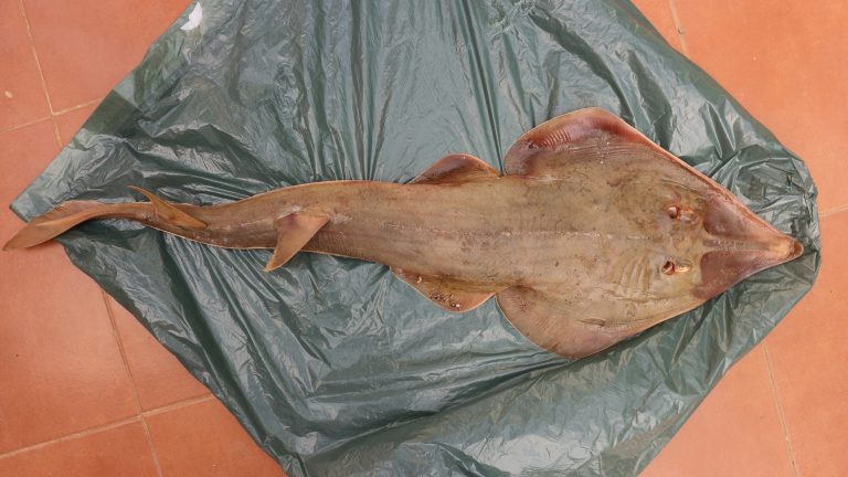 Dorsal view of a blackchin guitarfish, Glaucostegus cemiculus