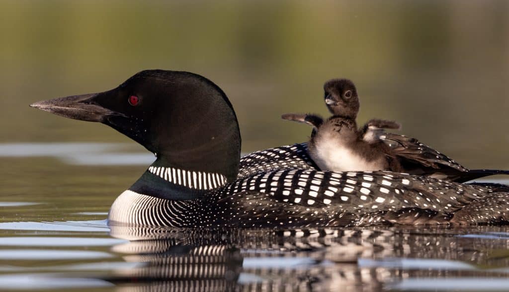 A common loon with a chick 