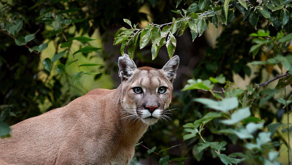 Portrait of Beautiful Puma. Cougar, mountain lion, puma, panther, striking pose, scene in the woods, wildlife America.