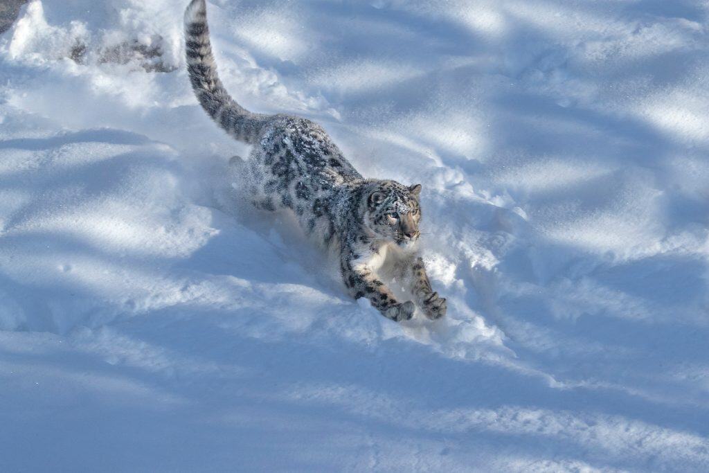 USA, Montana. Captive snow leopard in winter.