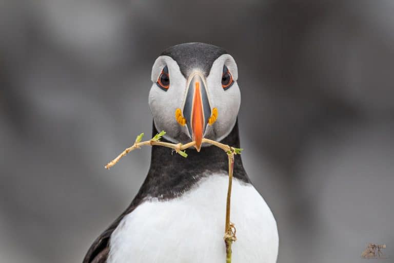 A closeup shot of an Atlantic puffin with a stick in the beak