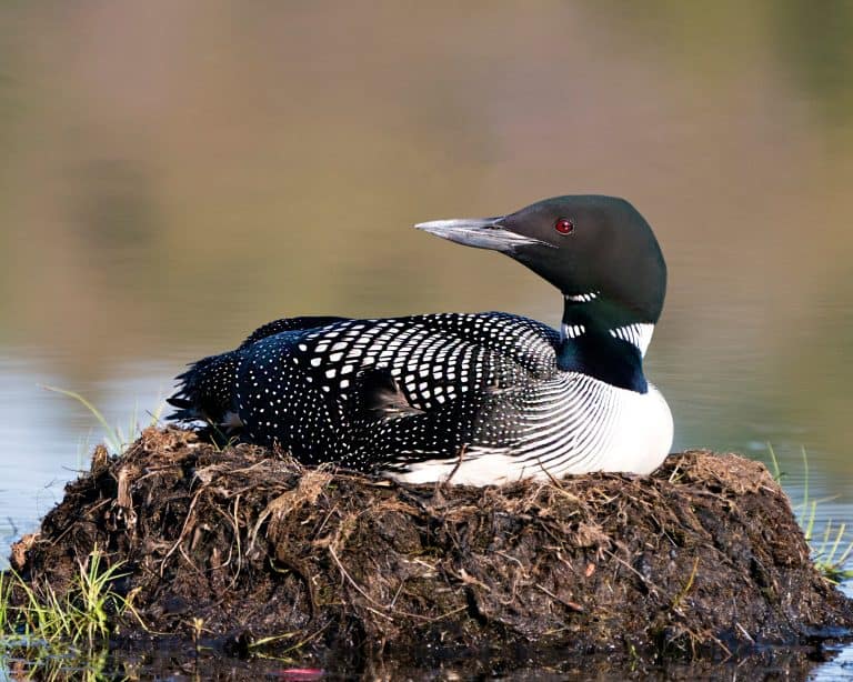 Loon nesting on its nest with marsh grasses, mud and water in its environment and habitat displaying red eye, black and white feather plumage, greenish neck with a blur background. Loon Nest Image