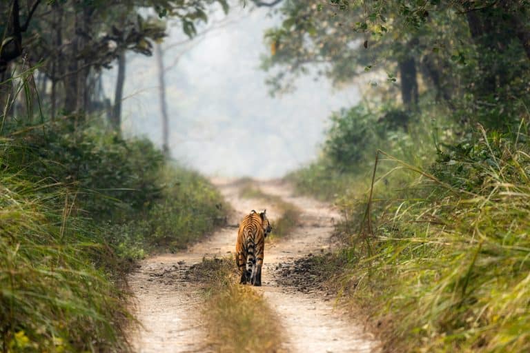 A Bengal tiger walking on a dirt road in the Chitwan National Park in Nepal on a hot humid day.