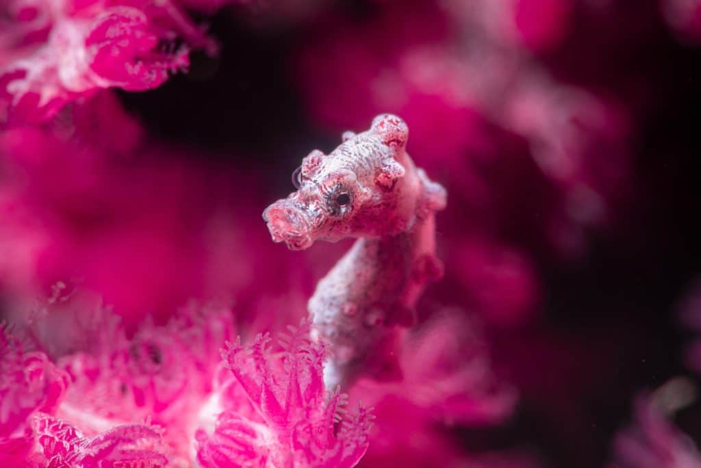 Pygmy Seahorse on Pink Seafan