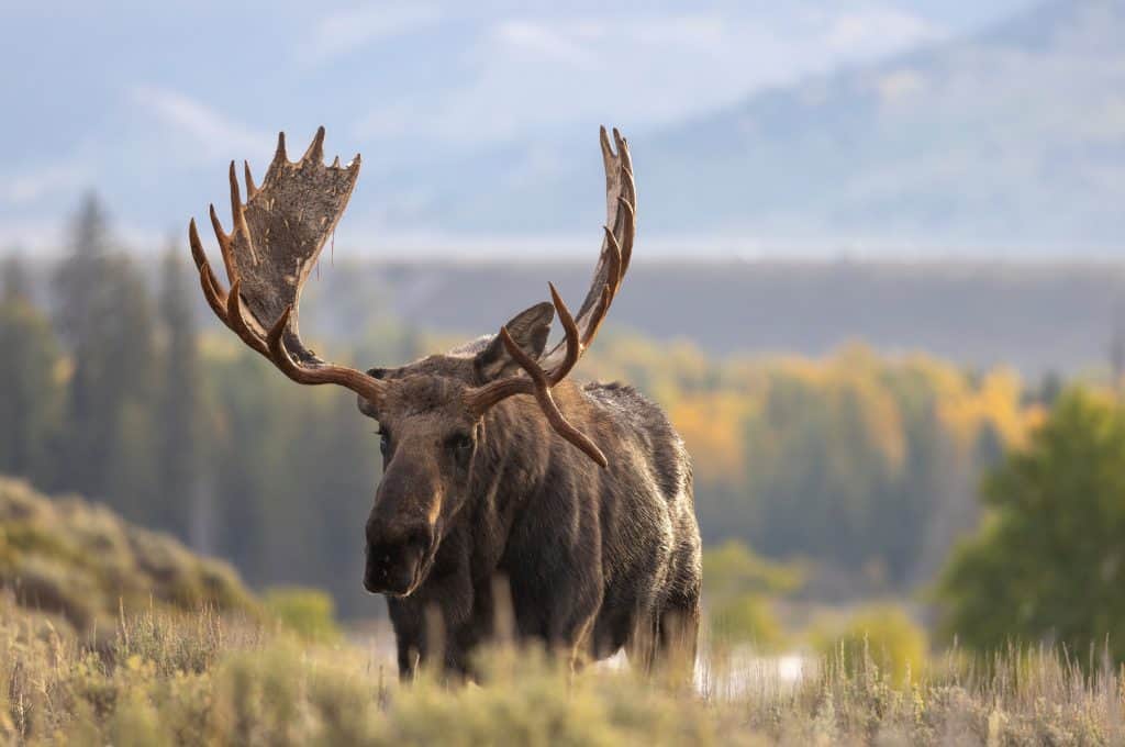 Bull Moose During the Rut in Atuumn in Grand Teton National Park Wyoming