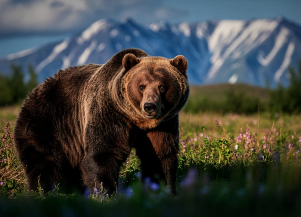 Grizzly bear in alaskan wildflower meadow