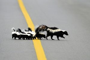 A skunk leads its litter of baby kits across a country road
