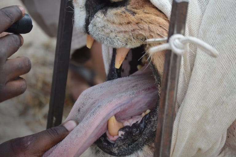 Wildlife veterinarian collects a bacteria sample from a tranquilized lion during field research in Africa.