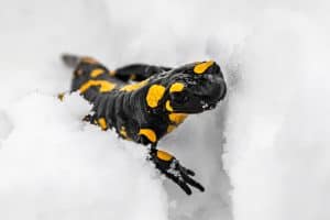 Lizard Salamander climbing on the snow