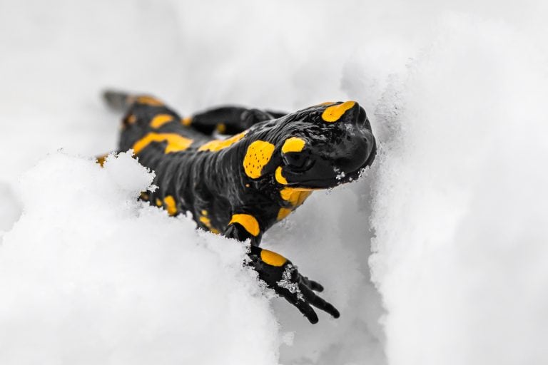 Lizard Salamander climbing on the snow