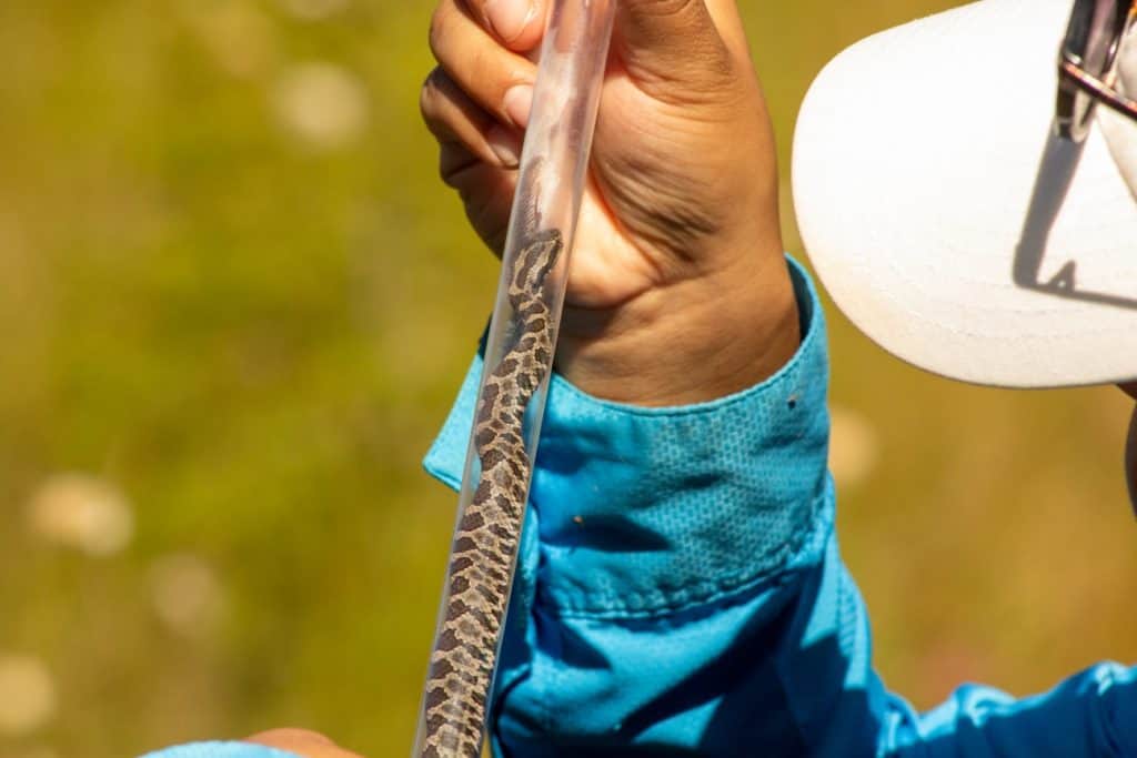speckled snake facing upward in a clear tube held by someone wearing a longsleeved aqua shirt