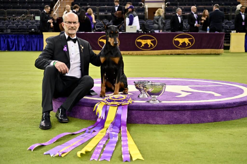NEW YORK, NEW YORK - FEBRUARY 03: Penny, the Doberman Pinscher, winner of Best in Show, and his handler Andy Linton during the 150th Westminster Kennel Club Dog Show &ndash; Junior Showmanship, Group Judging (Sporting, Working, Terrier) + Best In Show at Madison Square Garden on February 03, 2026 in New York City. (Photo by Roy Rochlin/Getty Images for Westminster Kennel Club)