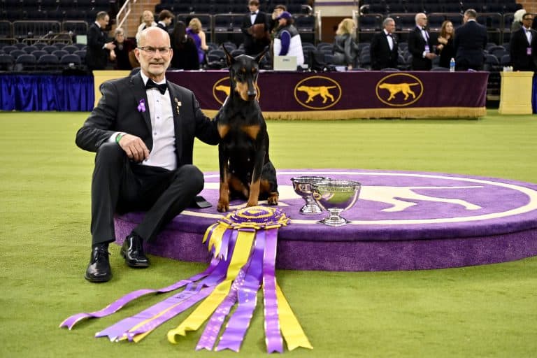 NEW YORK, NEW YORK - FEBRUARY 03: Penny, the Doberman Pinscher, winner of Best in Show, and his handler Andy Linton during the 150th Westminster Kennel Club Dog Show – Junior Showmanship, Group Judging (Sporting, Working, Terrier) + Best In Show at Madison Square Garden on February 03, 2026 in New York City. (Photo by Roy Rochlin/Getty Images for Westminster Kennel Club)