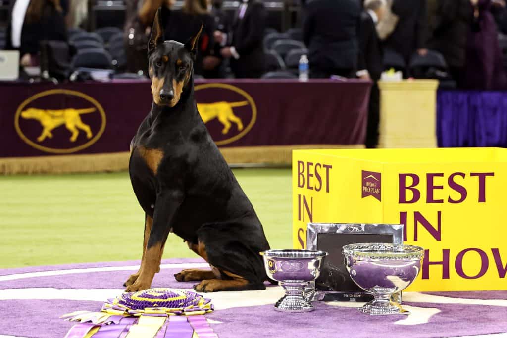 NEW YORK, NEW YORK - FEBRUARY 03: Penny, the Doberman Pinscher, winner of Best in Show, during the 150th Westminster Kennel Club Dog Show &ndash; Junior Showmanship, Group Judging (Sporting, Working, Terrier) + Best In Show at Madison Square Garden on February 03, 2026 in New York City. (Photo by Jamie McCarthy/Getty Images for Westminster Kennel Club)