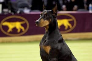 NEW YORK, NEW YORK - FEBRUARY 03: Penny, the Doberman Pinscher, winner of Best in Show, during the 150th Westminster Kennel Club Dog Show – Junior Showmanship, Group Judging (Sporting, Working, Terrier) + Best In Show at Madison Square Garden on February 03, 2026 in New York City. (Photo by Jamie McCarthy/Getty Images for Westminster Kennel Club)