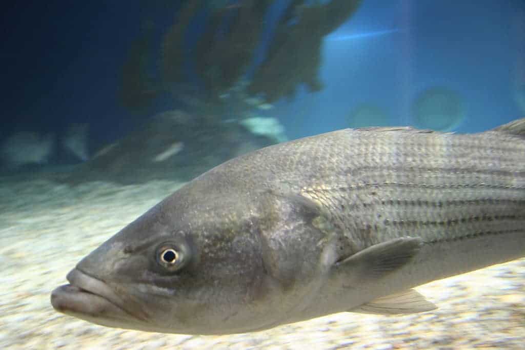 striped bass at Maritime Aquarium