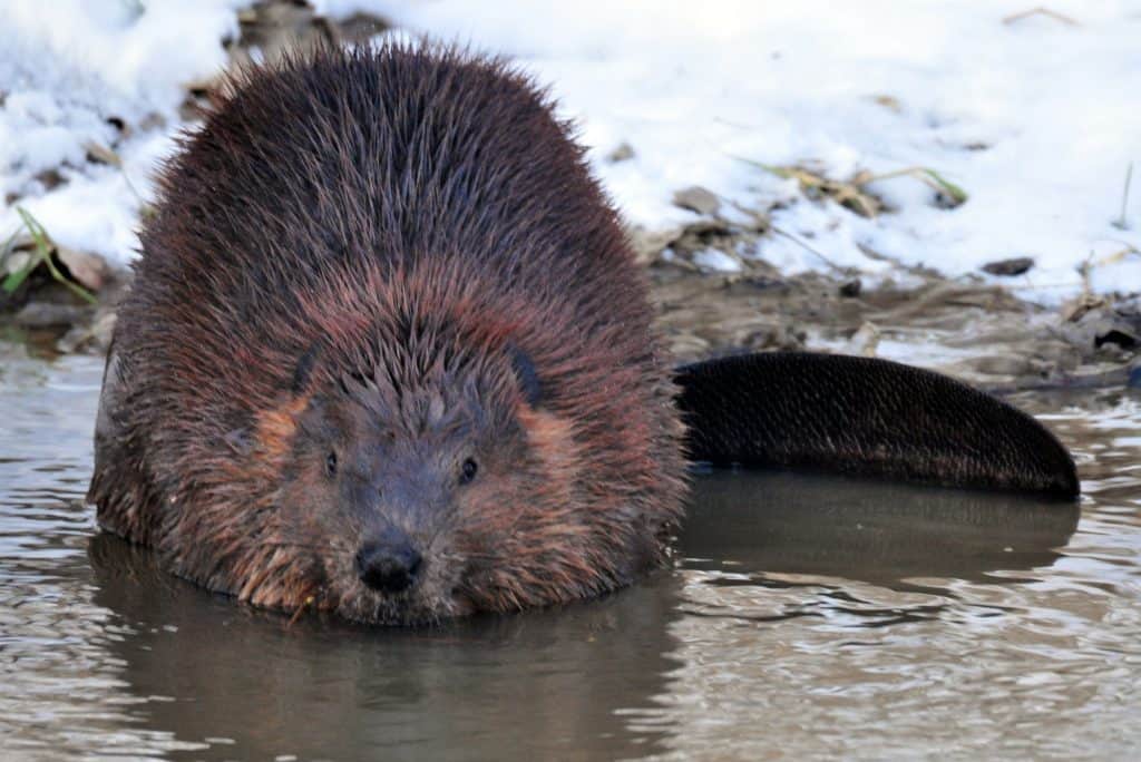 Fat beaver looking straight at the camera, sitting in water with tail to the right