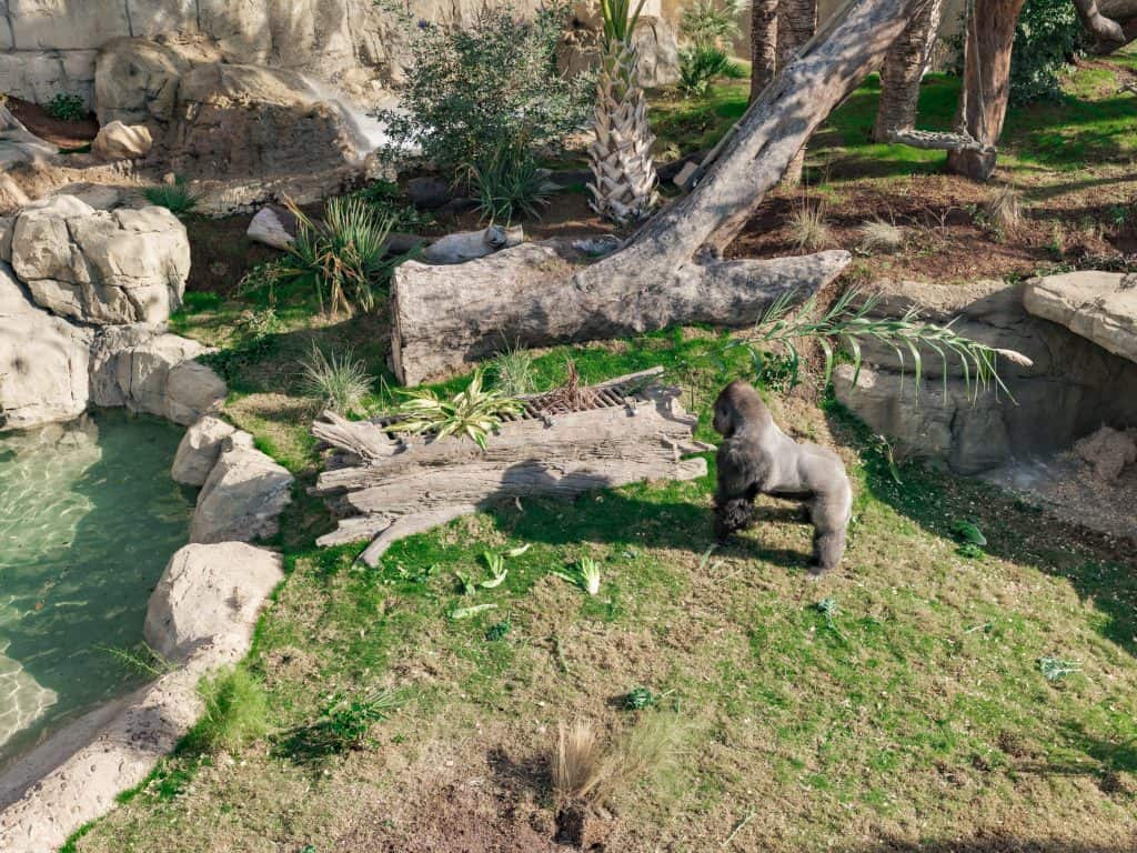 Gorillas in Congo Falls at San Antonio Zoo