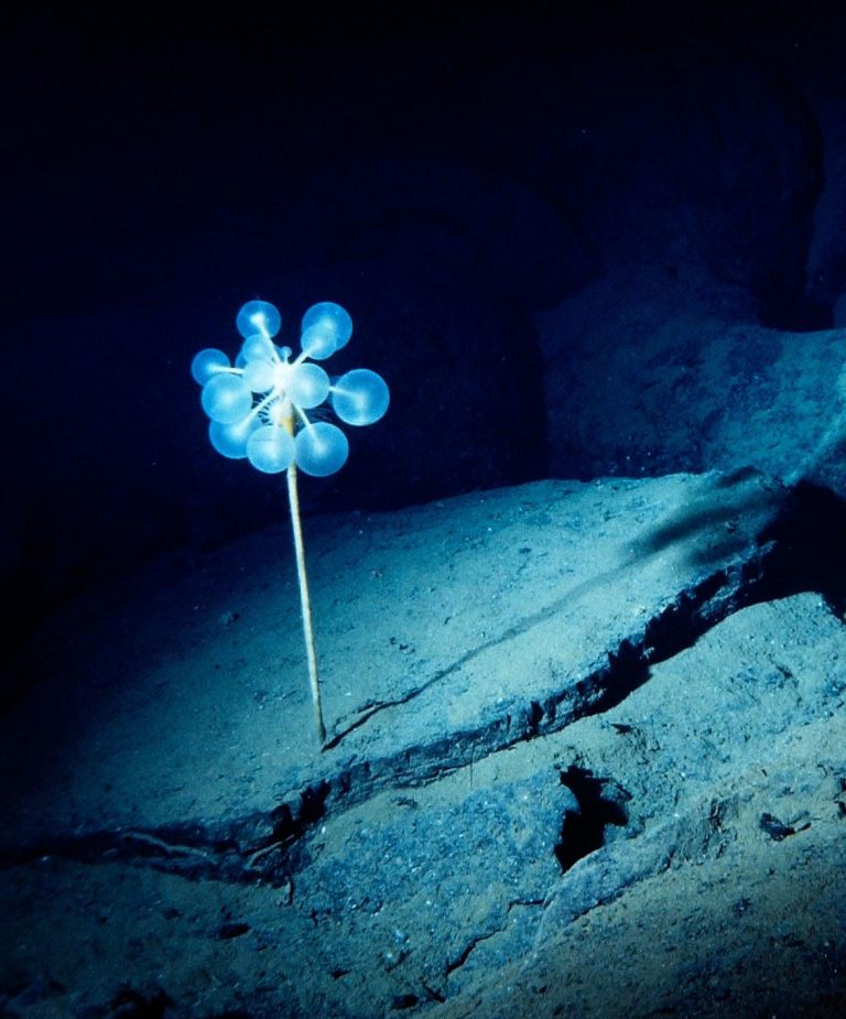 Campagne GEOCYARISE - Eponge carnivore Chondrocladia lampadiglobus (Ifremer 00703-81529)