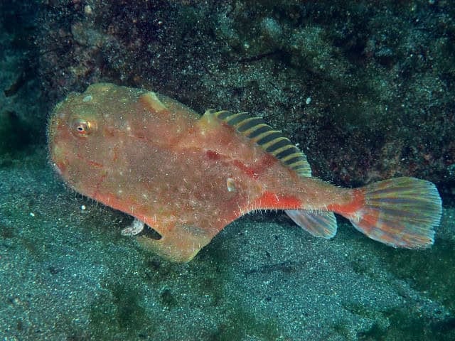 Chaunax coffinfish