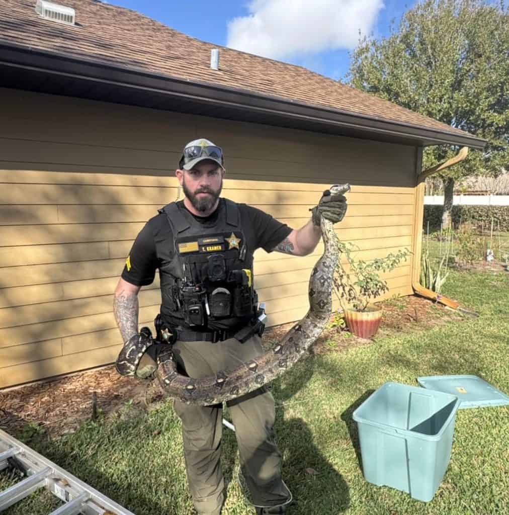 Florida Deploys Robot Rabbits to Kill Invasive Burmese Pythons - A-Z ...