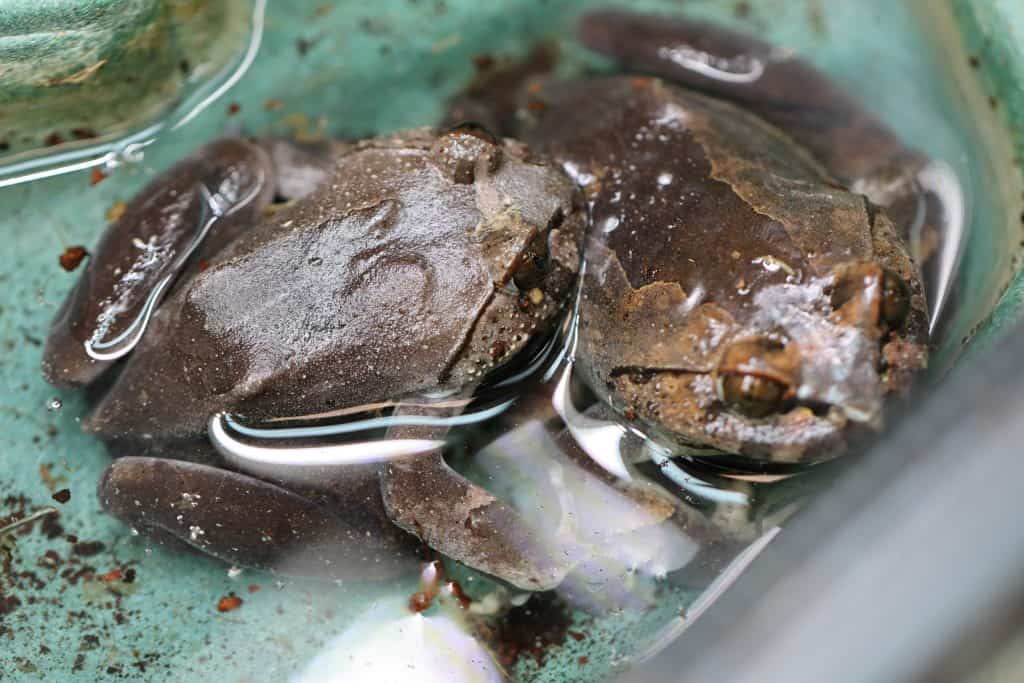 Hairy frog (Trichobatrachus robustus)