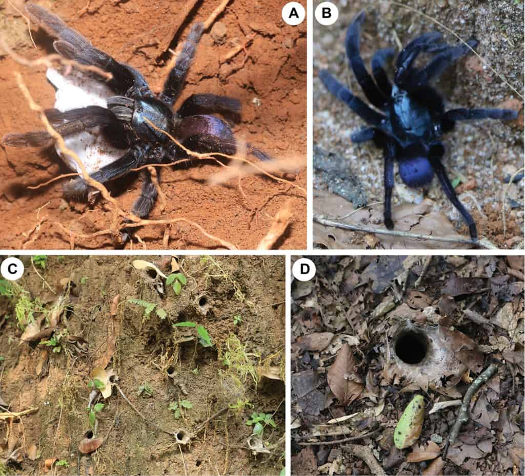 Figure 1; Haploclastus devamatha Prasanth & Jose, 2014 A female with egg sac from Thenmala (pink form), dorso-retrolateral B female from Thenmala (blue form), dorsal C active burrows of juveniles on the road side mud embankment, Thenmala D active burrow of adult female on the forest floor, Kulathupuzha Forest Reserve.