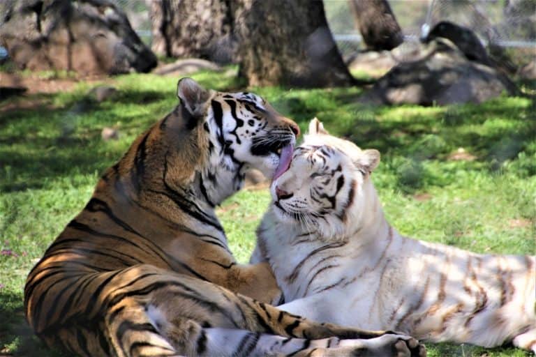 Moka and Nala from Lions Tigers & Bears