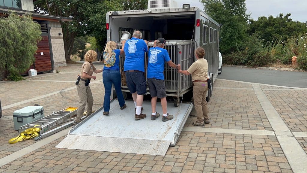 2022 Lion Tigers & Bears Oklahoma rescue