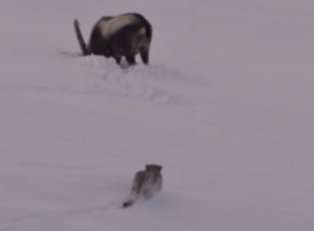Snow leopard stalks ibex