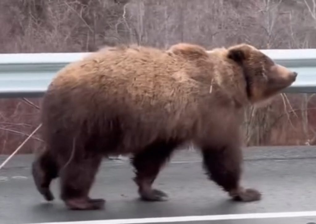Brown bear with tapeworm in Alaska