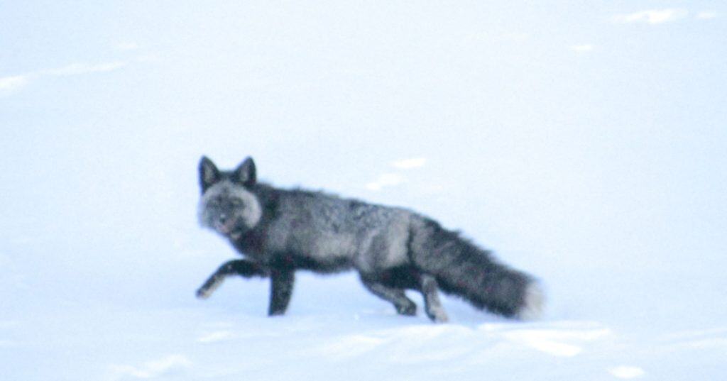 Sierra Nevada red fox walking through the snow