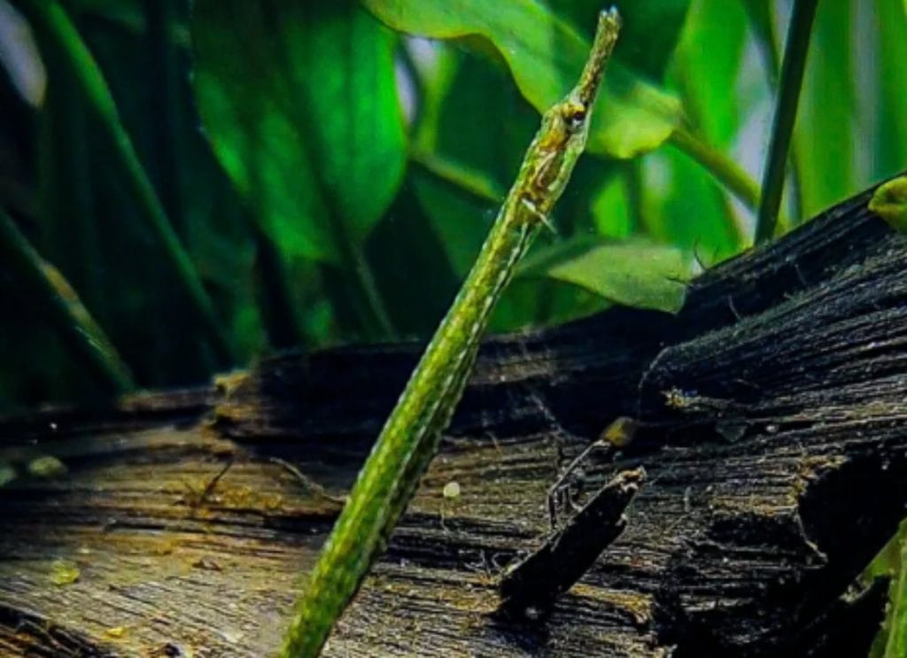 Rainbow belly pipefish swimming