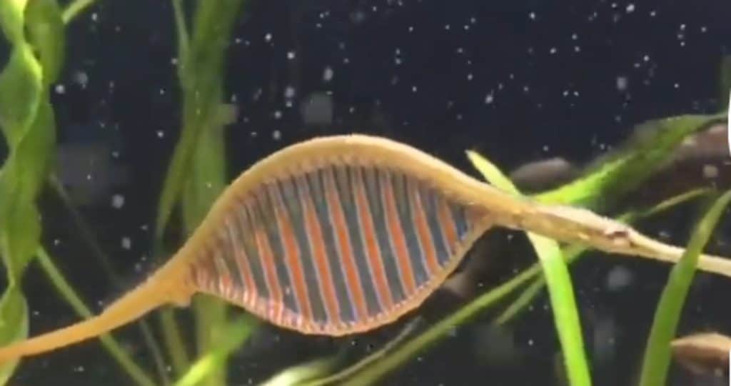 Female rainbow bellied pipefish swimming