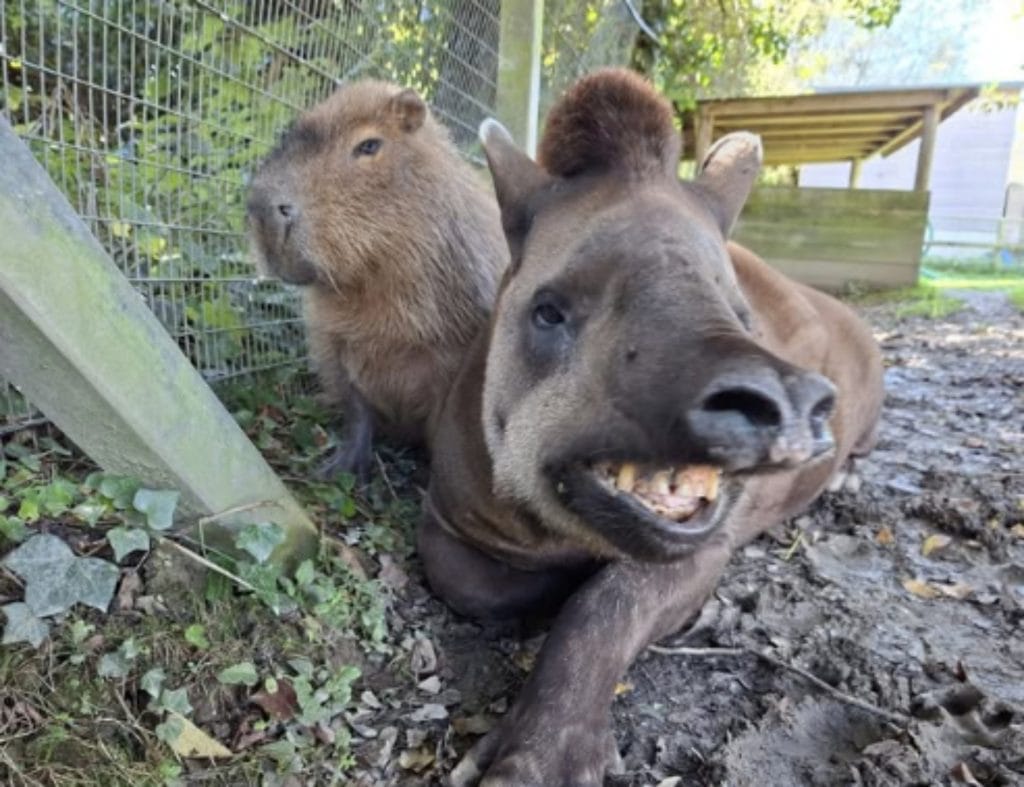 Al and Johnson, bonded friends