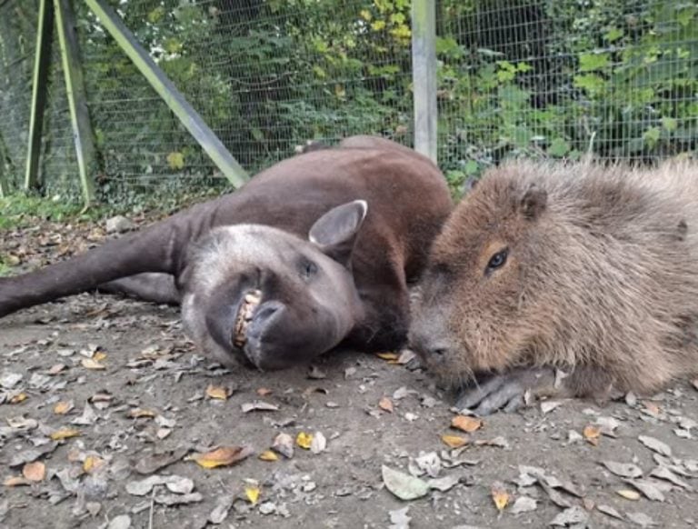 Al and Johnson, beloved tapir and capybara bonded pair