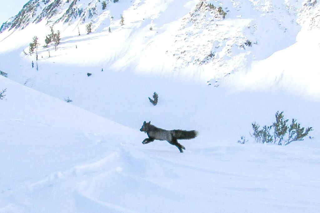 Sierra Nevada red fox running through the snow